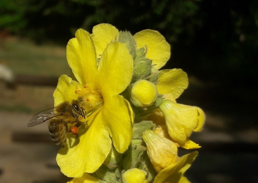 Pszczoła na ziołach